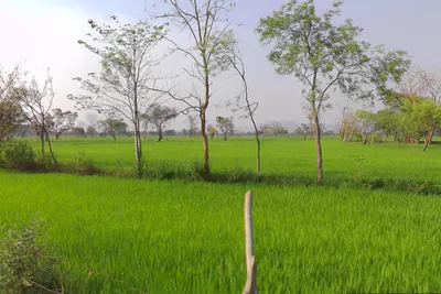 Saragaon, Chhattisgarh 493225, India preview 2