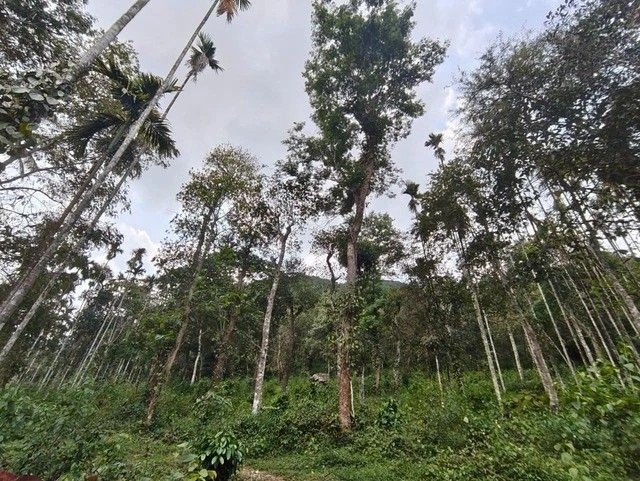 M3HH+2J4, Kambalakkad, Kerala 673124, India