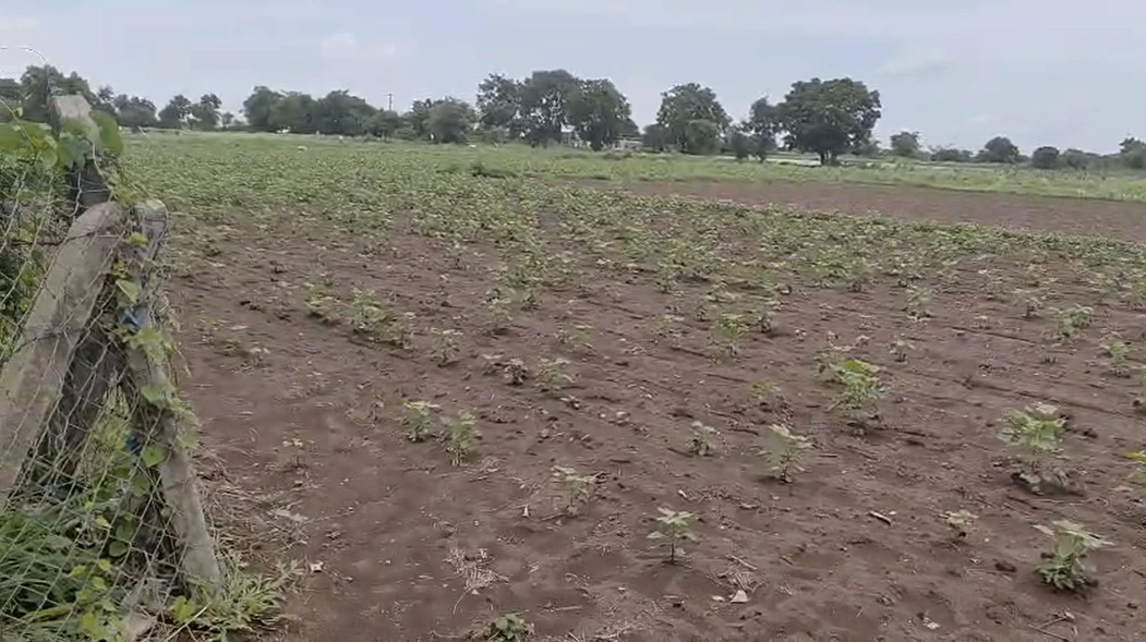 4768+VR Salawatiya, Bhilwara, Rajasthan, India