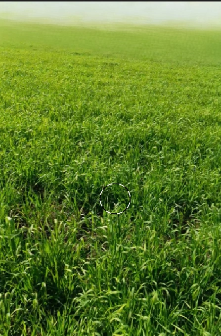 Ichhawar, Madhya Pradesh 466115, India