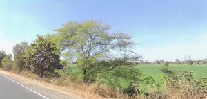 AIIMS Campus Rd, AIIMS Campus, Saket Nagar, Habib Ganj, Bhopal, Madhya Pradesh 462020, India preview 3