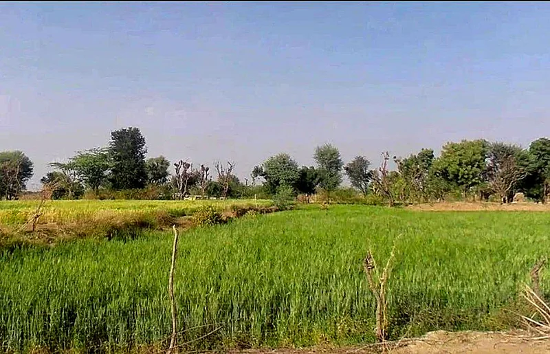 Bassi Naaga, Jaipur, NH-8, Ajmer Road, Jobner, Jobner, Rajasthan 303329, India preview 3