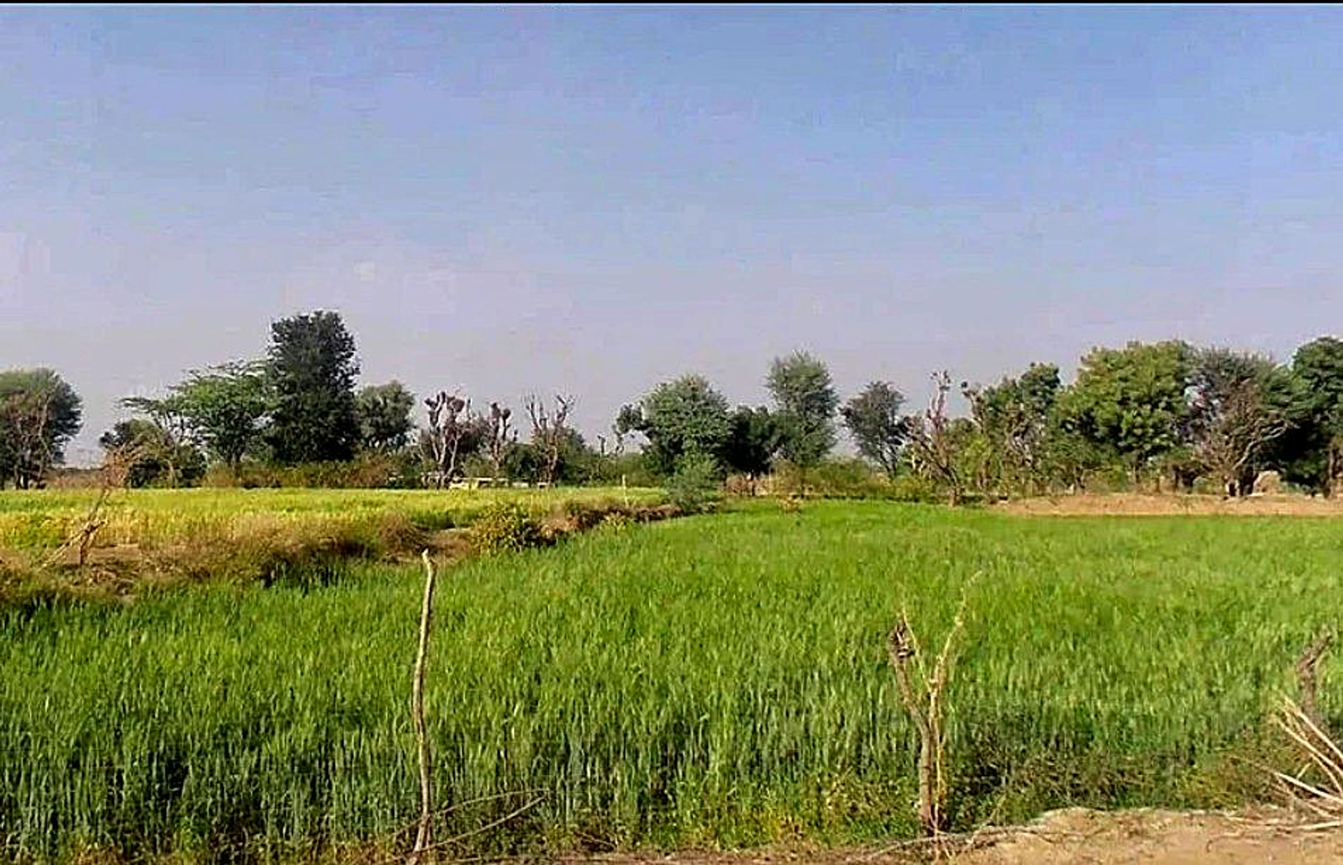 Bassi Naaga, Jaipur, NH-8, Ajmer Road, Jobner, Jobner, Rajasthan 303329, India