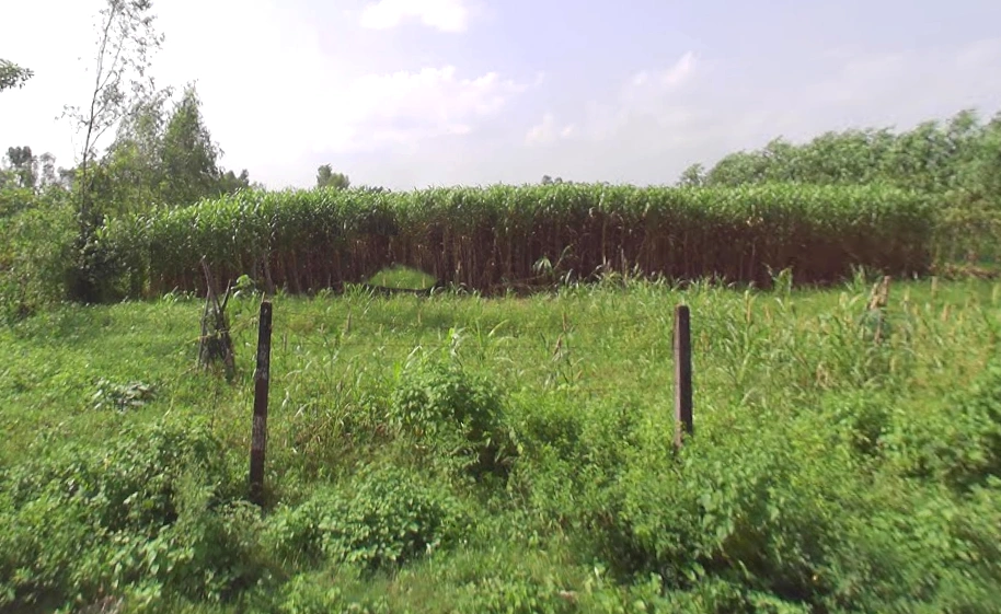 Jaitpur Kalan, Uttar Pradesh 247129, India