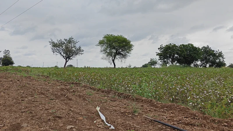 2J5F+684, Hipperga S.Nelogi, Karnataka 585310, India preview 4