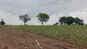 2J5F+684, Hipperga S.Nelogi, Karnataka 585310, India preview 4