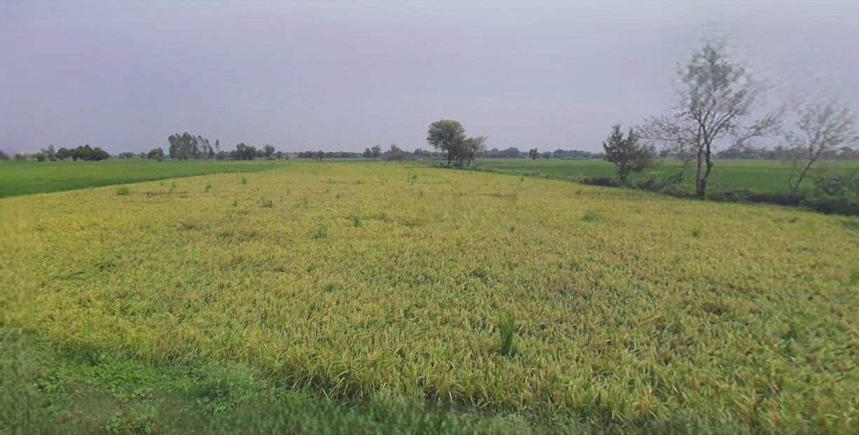 Anupgarh, Rajasthan 335701, India