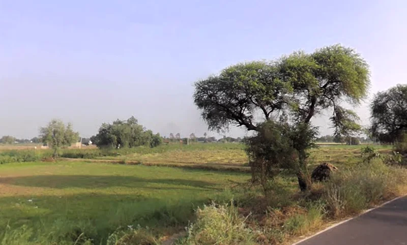 Bhattu Mandi, Haryana 125053, India preview 3