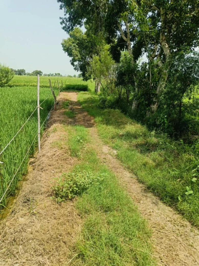 Gora, Mathura, Uttar Pradesh 281404, India