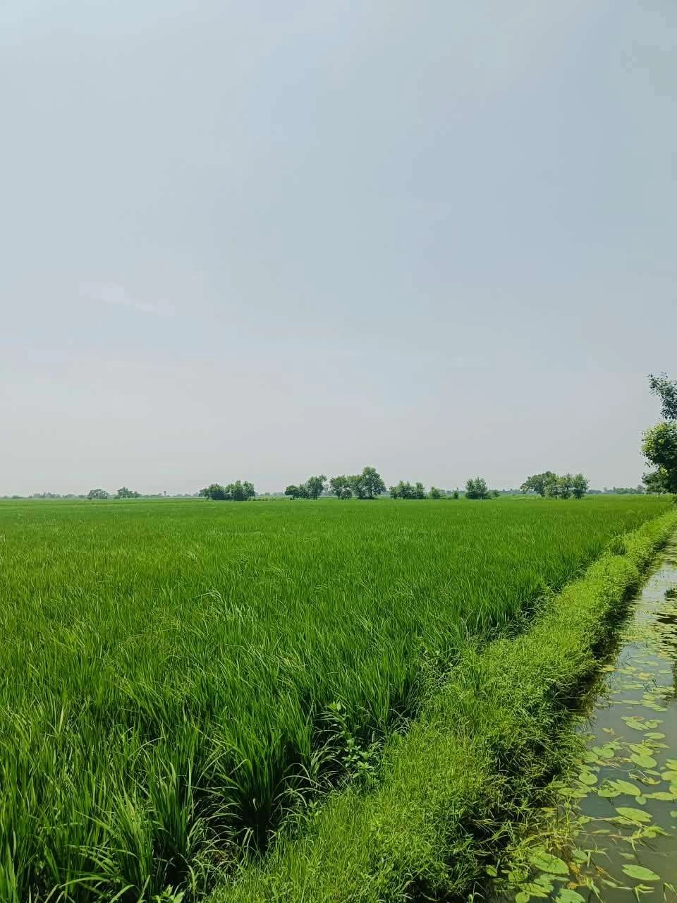 Bajna, Mathura, Uttar Pradesh 281201, India
