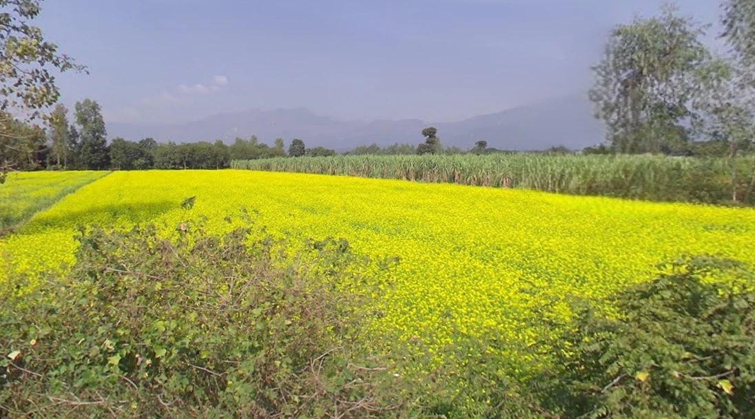 23 Milestone, NH-07, Chakrata Rd, Shankarpur, Shankerpur Hakumatpur, Uttarakhand 248197, India