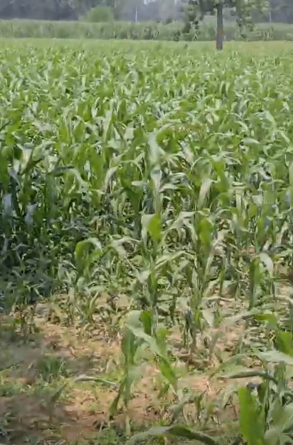 Kabrai, Mahoba, Uttar Pradesh 210424, India