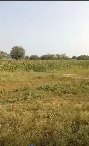 13, Sri Ganganagar, Gharsana, Rajasthan 335711, India - Photo 2