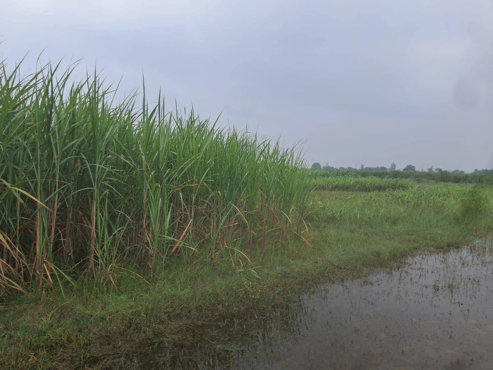 Q745+H9, Ayodhya, Sita Rampur, Uttar Pradesh 272129, India