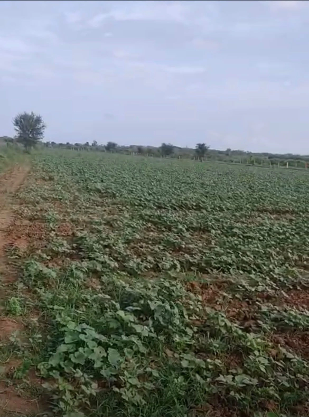 Barkana, Rajasthan 306601, India preview 2