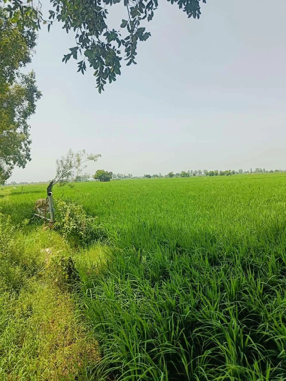 Bhudri, Mathura, Uttar Pradesh 281206, India - Photo 2
