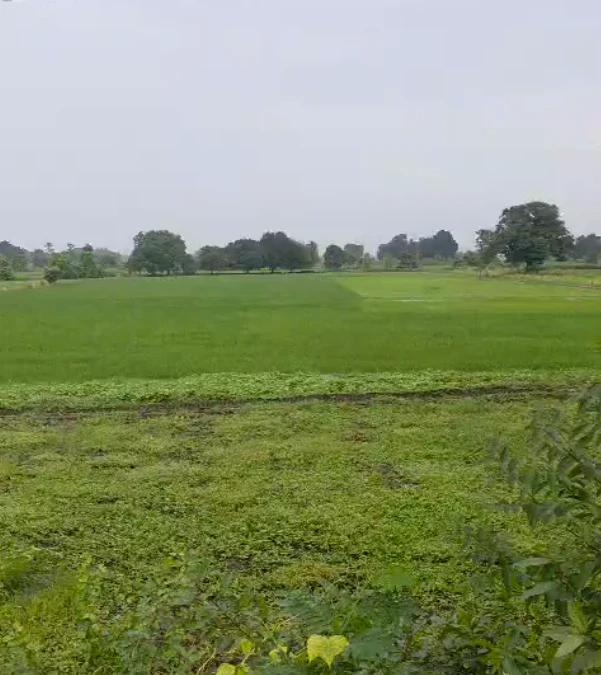 FXJF+WR7, Indore, Gajinda, Madhya Pradesh 453552, India