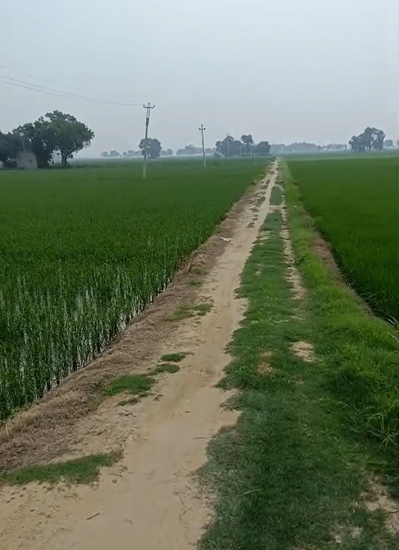 Ratia, Fatehabad, Haryana 125051, India