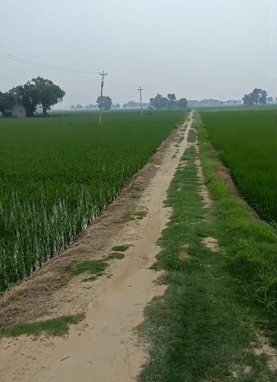 Ratia, Fatehabad, Haryana 125051, India