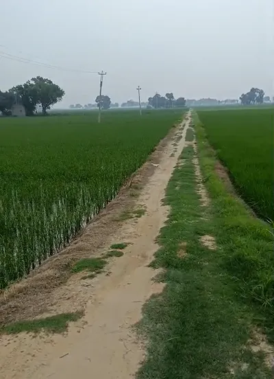 Ratia, Fatehabad, Haryana 125051, India preview 2