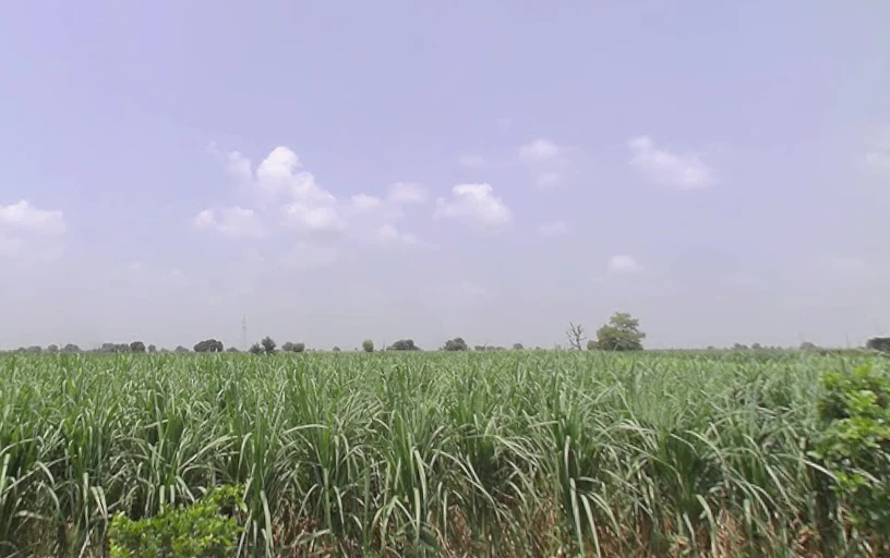 Alamgir Pur, Uttar Pradesh 250502, India