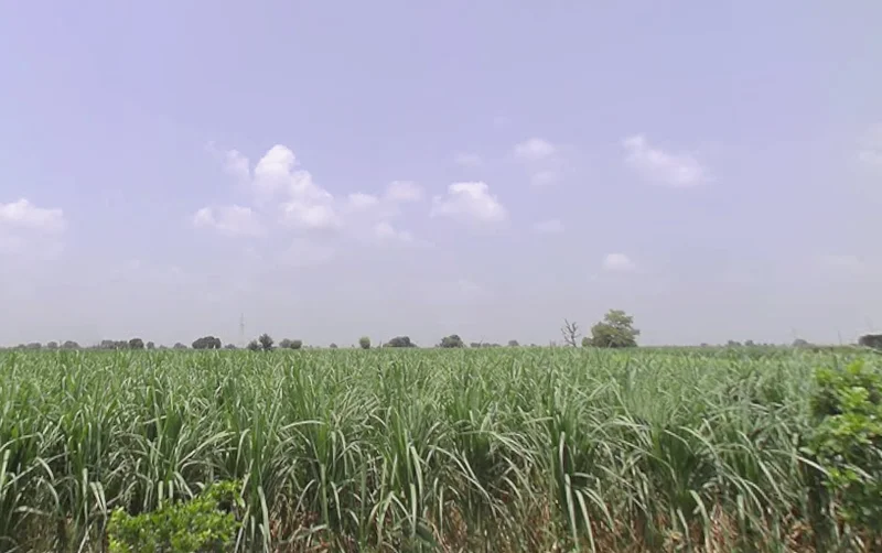 Alamgir Pur, Uttar Pradesh 250502, India preview 3