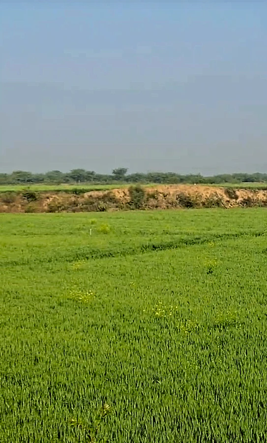 J7H6+6M Peepalda, Rajasthan, India