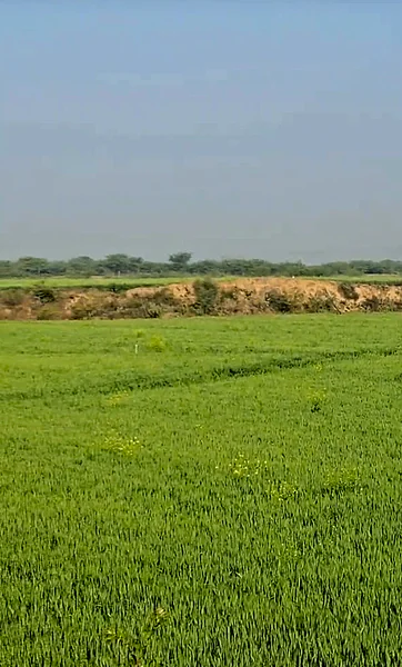 J7H6+6M Peepalda, Rajasthan, India preview 2