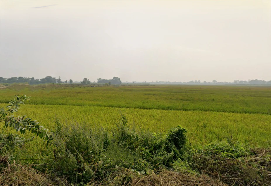 P7C9+33 Sarairasi Uparhar, Uttar Pradesh, India