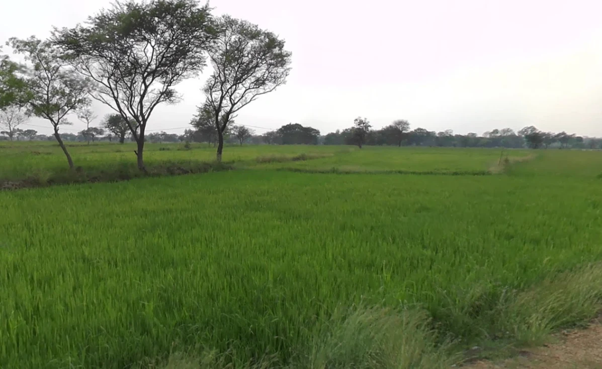 Bhoring, Chhattisgarh 493445, India