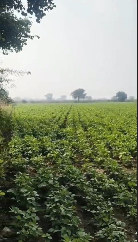 4984, Kodala, Odisha 761032, India