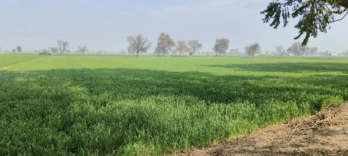 Suar, Uttar Pradesh 244924, India