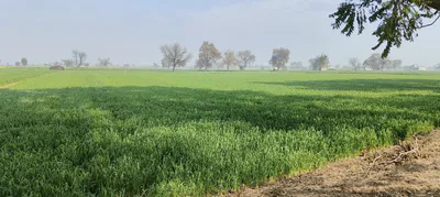Suar, Uttar Pradesh 244924, India preview 3