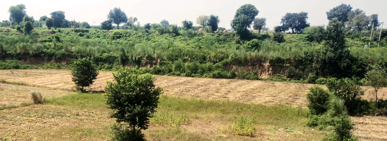 Ghanauli, Punjab 140113, India