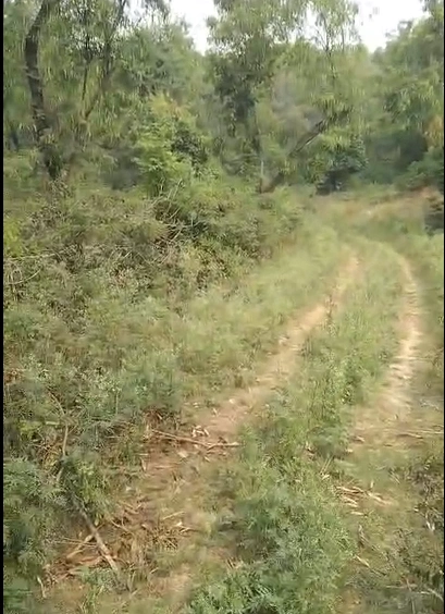 944P+24 Harjiana, Hoshiarpur, Punjab, India