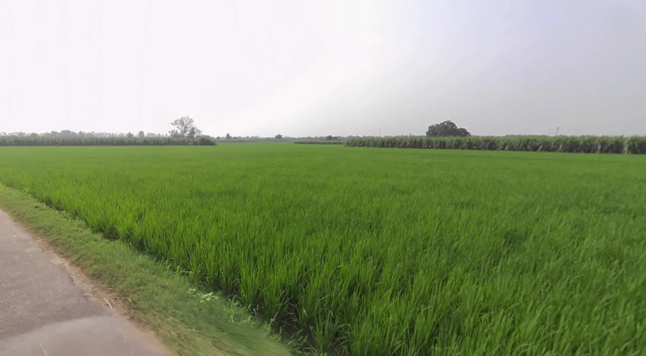 Bareti, Himachal Pradesh 177042, India