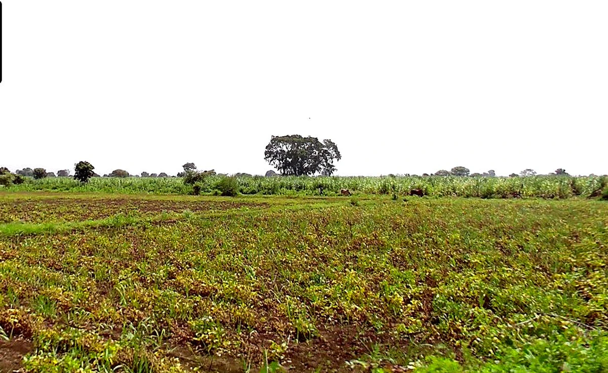 7779+QM Rehata, Madhya Pradesh, India