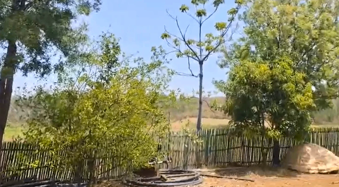 Umariya, Madhya Pradesh 483773, India
