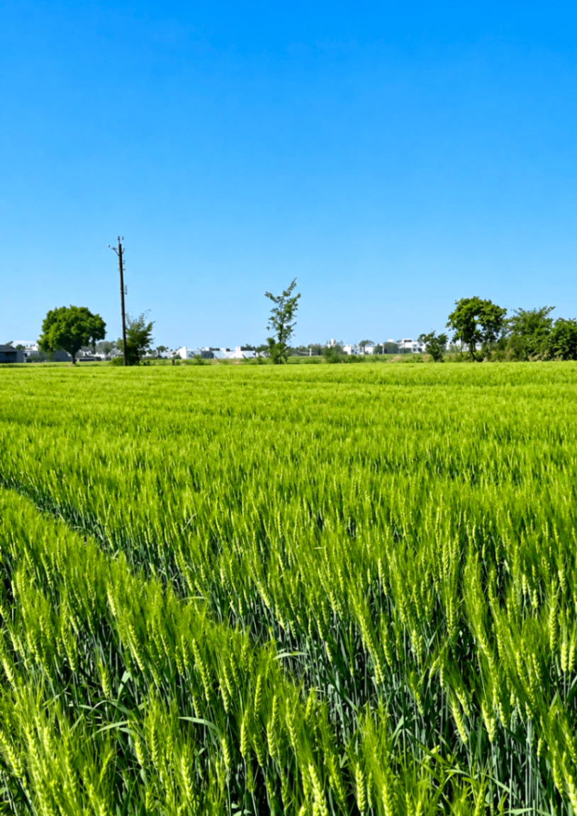 Gunihari, Sahibganj, Jharkhand, India - Photo 3