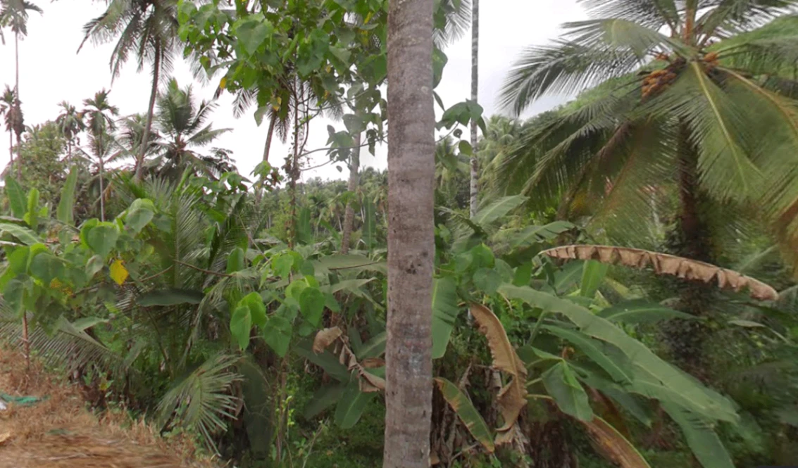 73J5+MVF, Thottumukkam, Kerala 673639, India