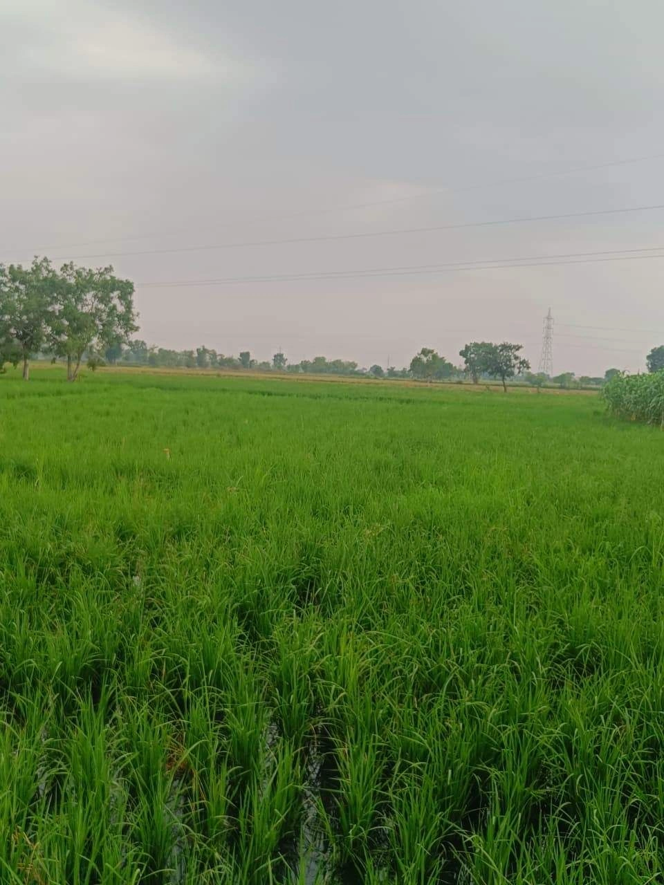 Bukharari, Mathura, Uttar Pradesh, India