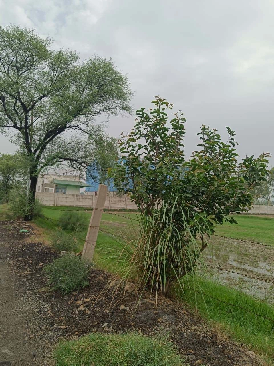 Adampur, Uttar Pradesh, India