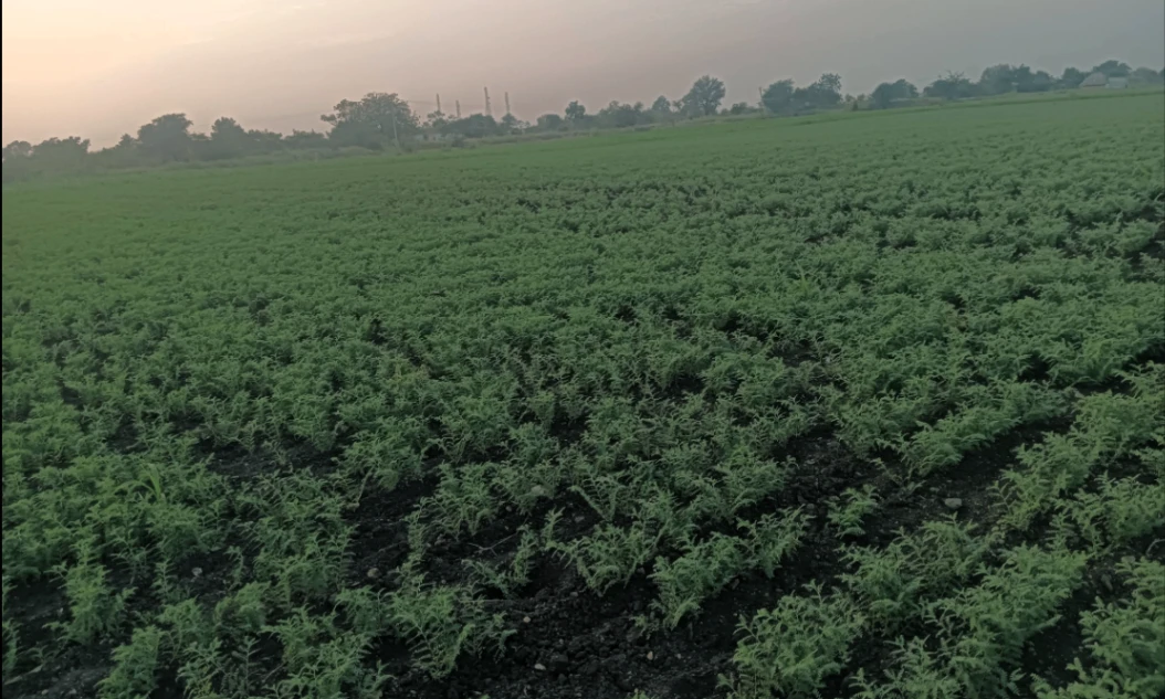 Hiriyur, Karnataka, India