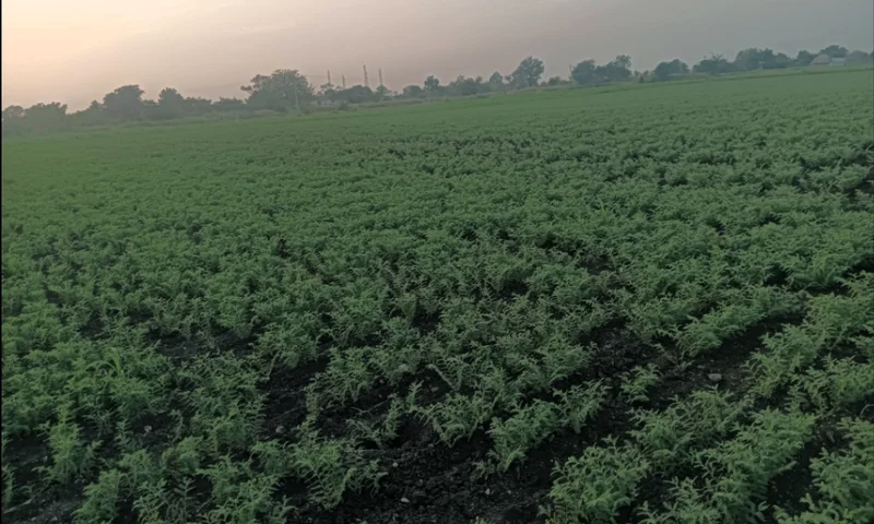 Hiriyur, Karnataka, India preview 2