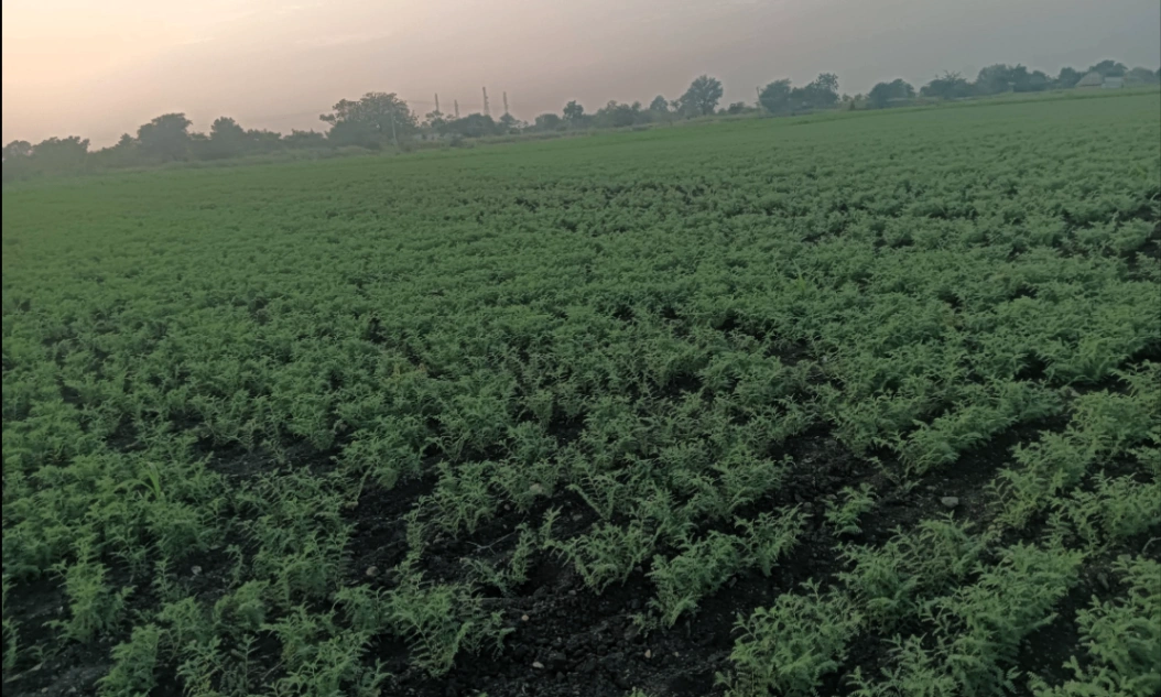 Hiriyur, Karnataka, India