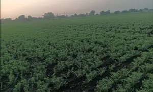 Hiriyur, Karnataka, India preview 2