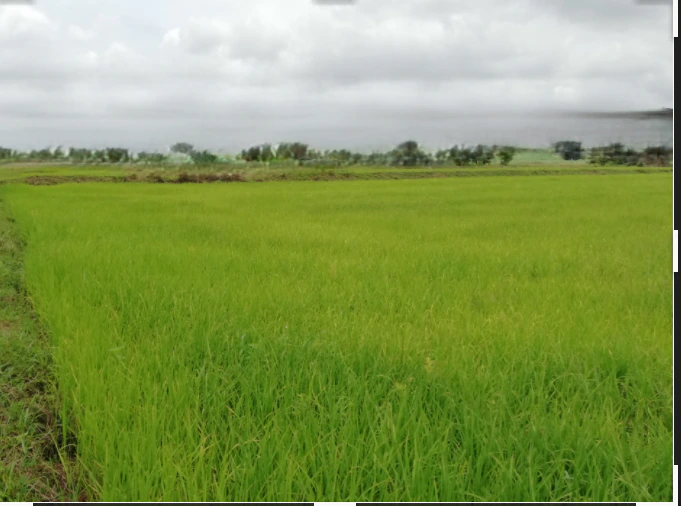 Rajnagar, Madhya Pradesh, India