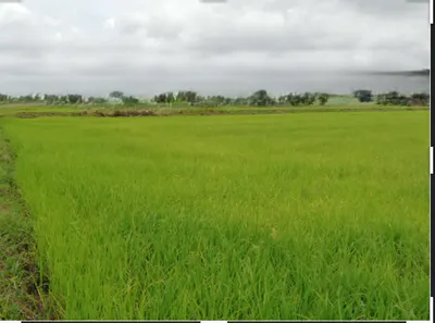 Rajnagar, Madhya Pradesh, India preview 3