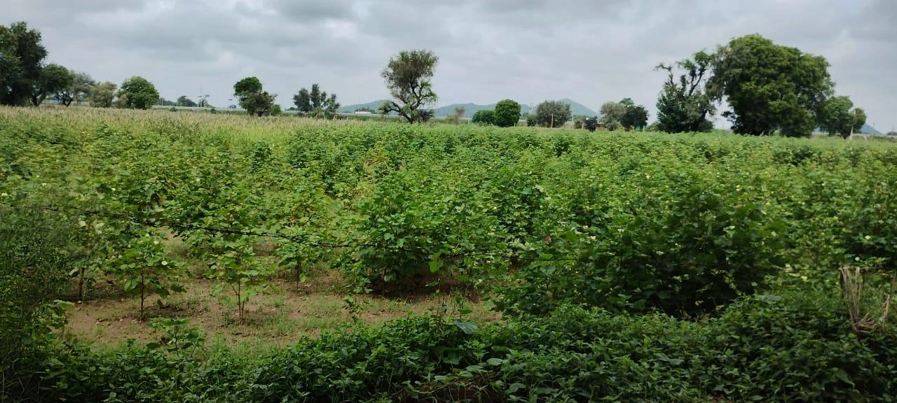 Bedha, Rajasthan 301021, India