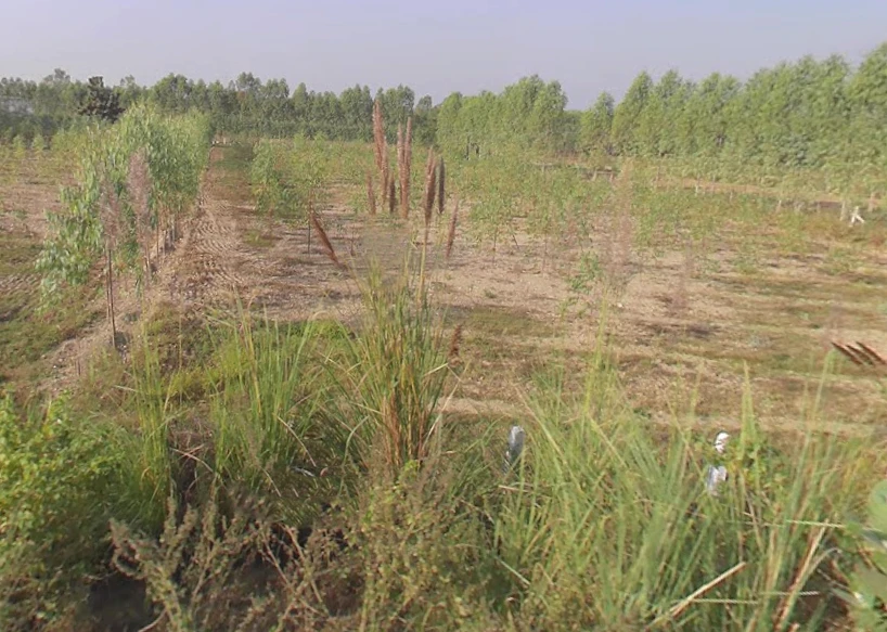 Manoharpur, Uttar Pradesh 247662, India